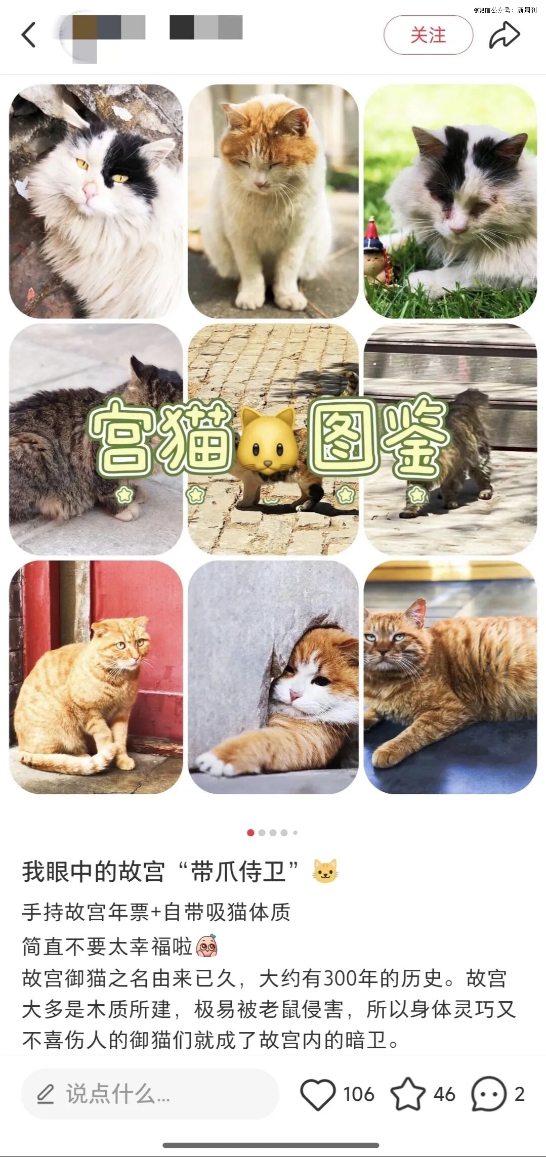 年轻人最爱的撸猫圣地，竟然在宫里