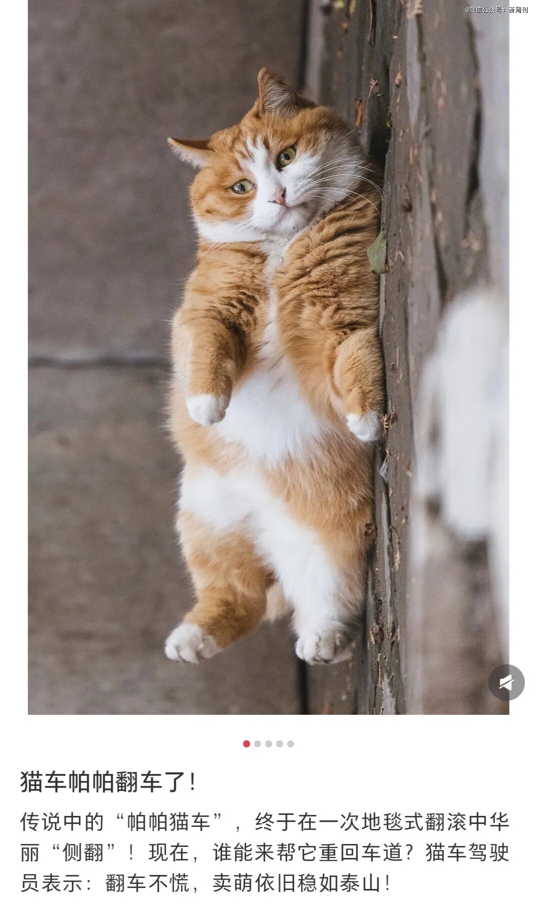 年轻人最爱的撸猫圣地，竟然在宫里