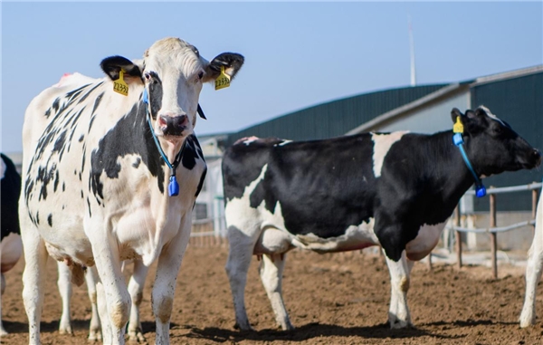 蒙牛集团奶产业链伙伴可持续发展大会正式启动_行业动态