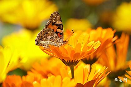办公室风水养鱼多少条为佳,办公室养鱼的注意事项